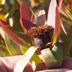 Leucadendron sessile