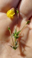 Hermannia procumbens myrrhifolia