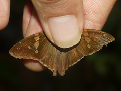 Aguna asander asander