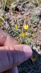 Hermannia procumbens myrrhifolia