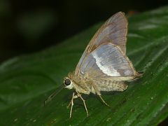 Aguna asander asander