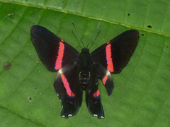 Ancyluris inca