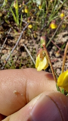 Hermannia procumbens myrrhifolia