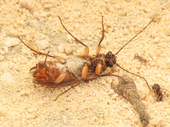 Cebrio