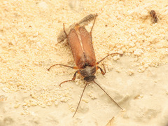 Cebrio