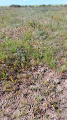 Hermannia procumbens myrrhifolia
