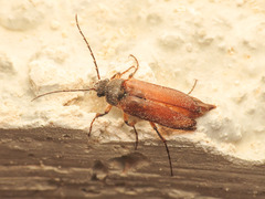 Cebrio