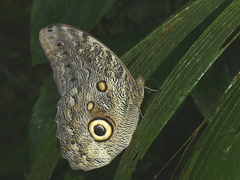 Caligo brasiliensis