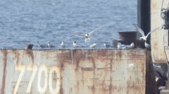 Sterna hirundo