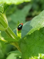 Kuschelina gibbitarsa