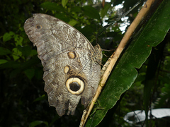 Caligo brasiliensis
