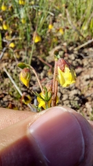 Hermannia procumbens myrrhifolia