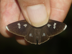 Carystoides lebbaeus