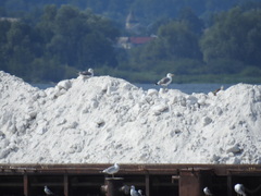 Larus cachinnans