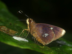 Carystoides lebbaeus