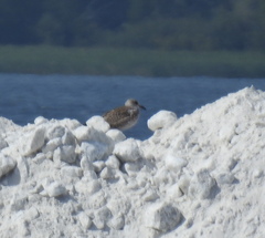 Larus cachinnans