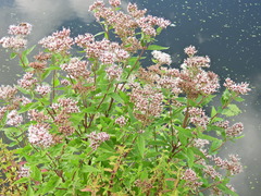 Eupatorium cannabinum