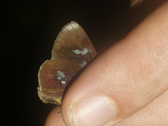 Carystoides lebbaeus