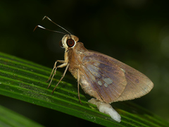 Carystoides lebbaeus