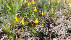 Hermannia procumbens myrrhifolia