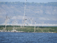 Phalacrocorax carbo