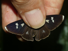 Carystoides lebbaeus