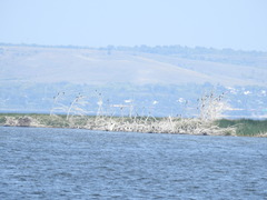 Phalacrocorax carbo
