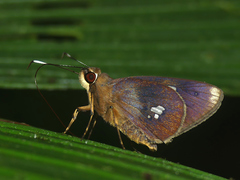 Carystoides lebbaeus