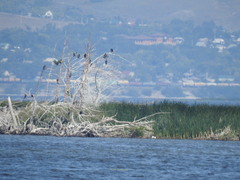 Phalacrocorax carbo