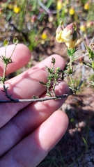 Hermannia procumbens myrrhifolia