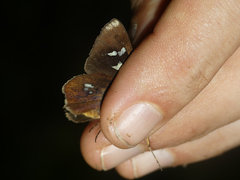 Carystoides lebbaeus