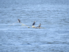 Phalacrocorax carbo