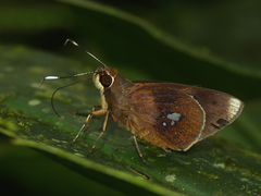 Carystoides lebbaeus