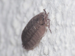 Armadillidium peraccae