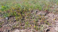Hermannia procumbens myrrhifolia
