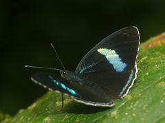 Diaethria clymena bourcieri