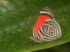 Diaethria clymena bourcieri