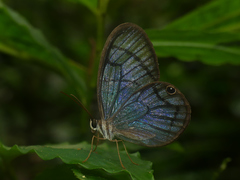 Dulcedo polita