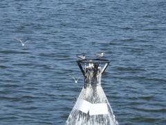 Sterna hirundo