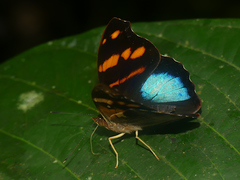 Epiphile orea
