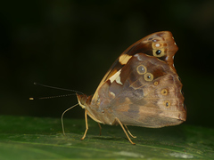 Epiphile orea
