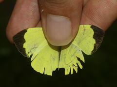 Abaeis xantochlora xantochlora