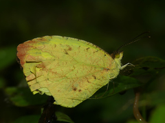 Abaeis xantochlora xantochlora