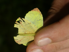 Abaeis xantochlora xantochlora