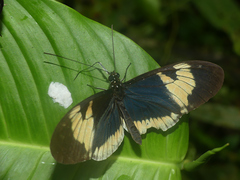 Heliconius cydno alithea