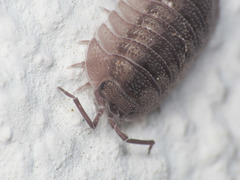 Armadillidium peraccae
