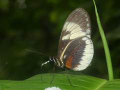 Heliconius cydno alithea