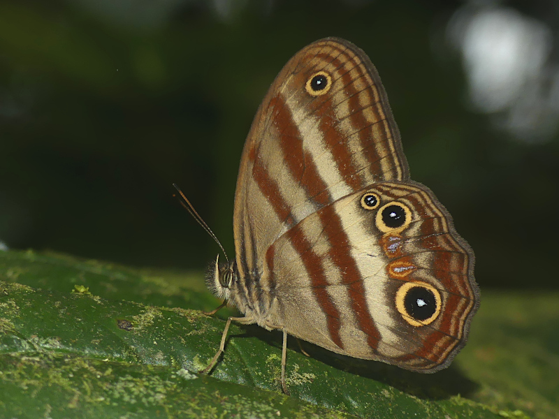Euptychoides inani