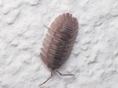 Armadillidium peraccae
