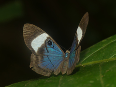 Mesosemia mamilia